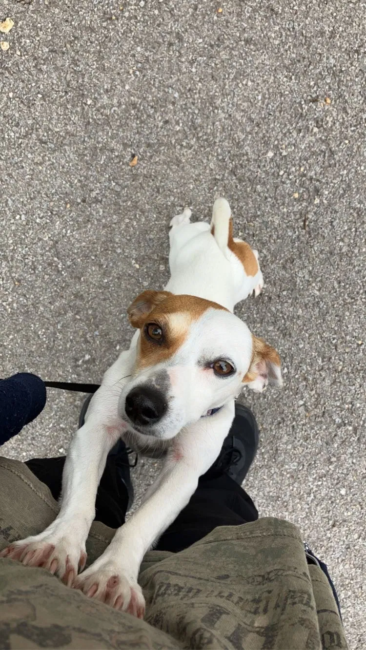 Lost dog in Mountain Home, AR, 72653