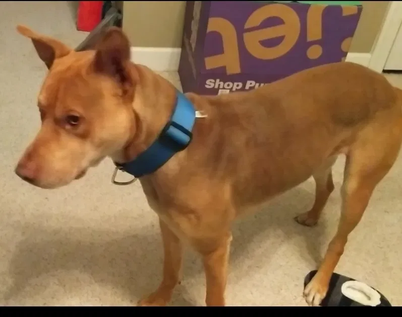 Lost dog in Angier, NC, 27501