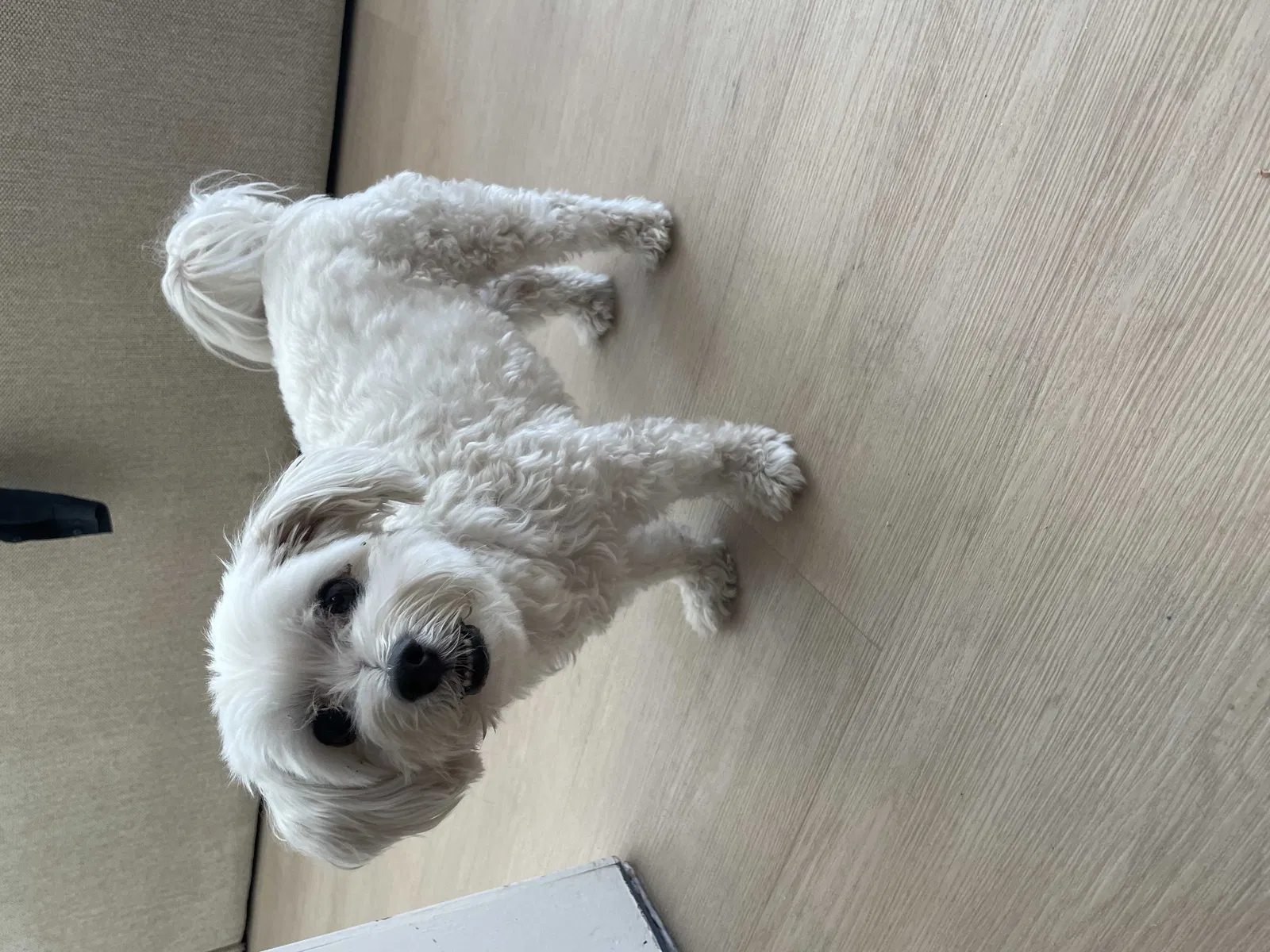 Lost dog in La Palma, CA, 90623