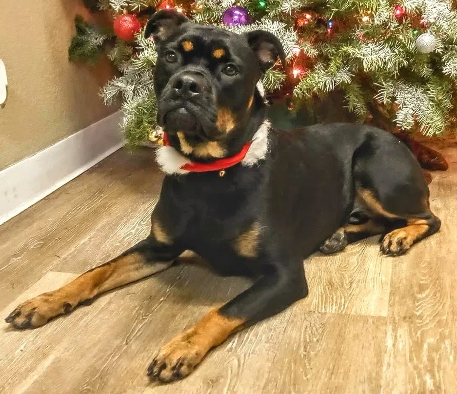 Lost dog in Corona, CA, 92879