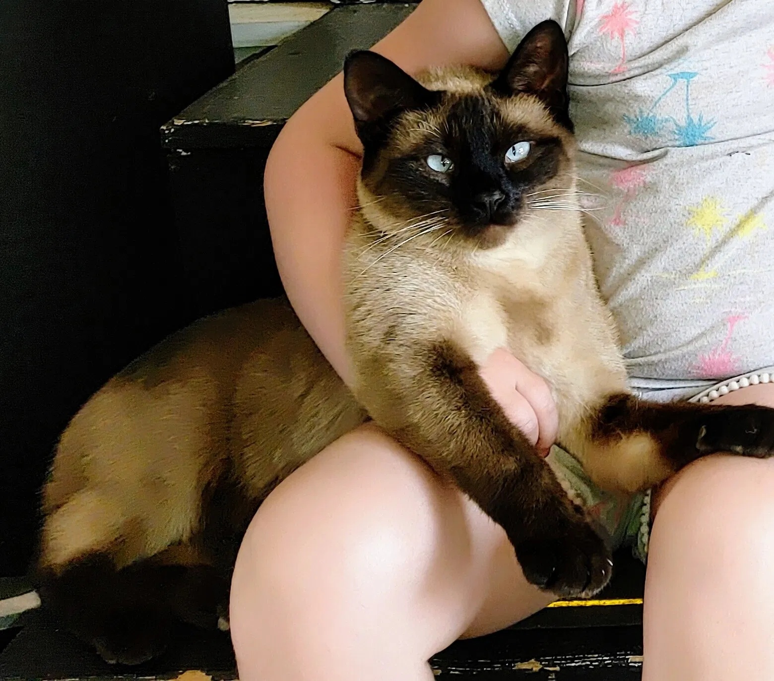 Lost cat in Bailey, CO, 80421