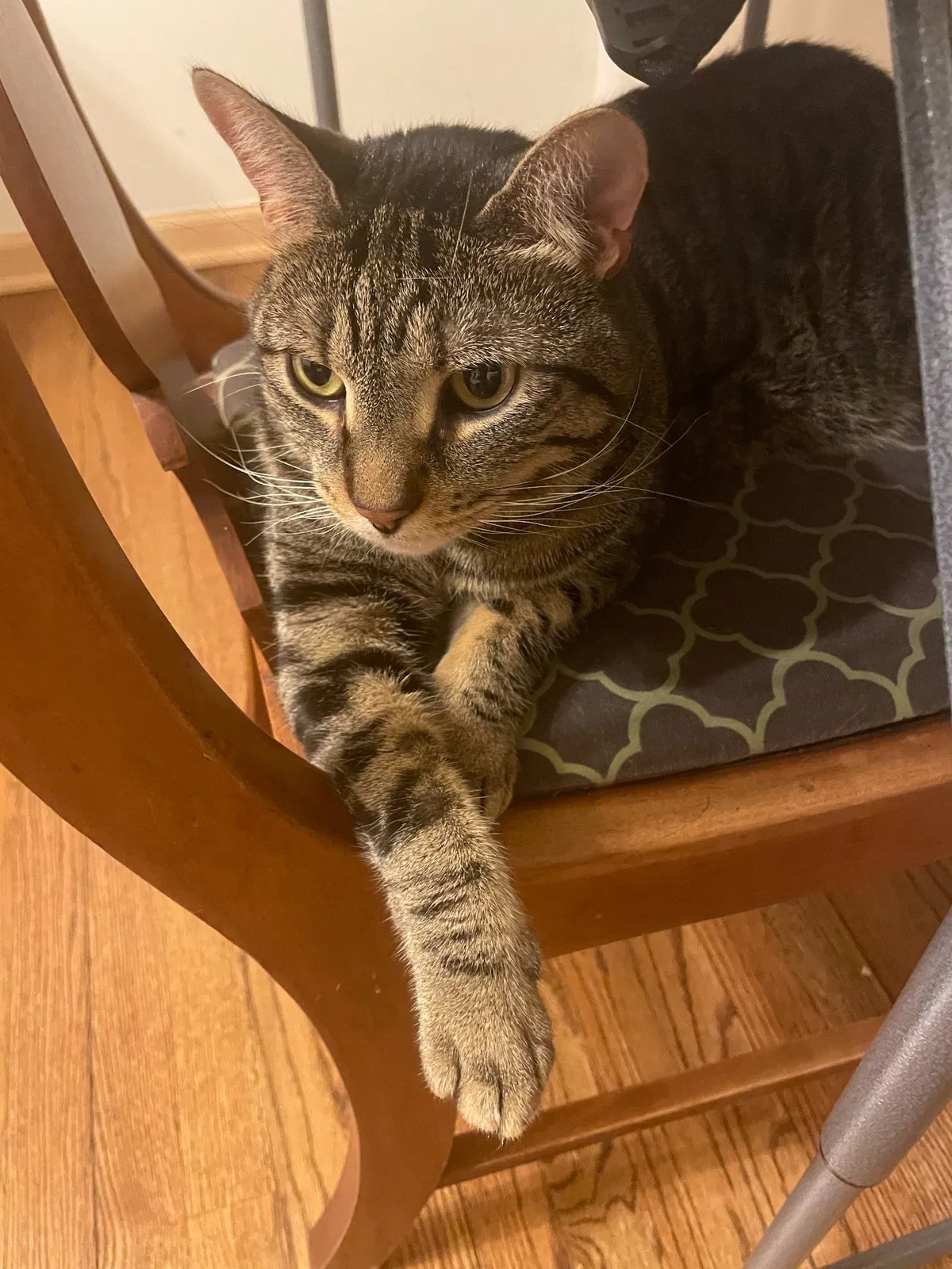 Lost cat in Skokie, IL, 60076