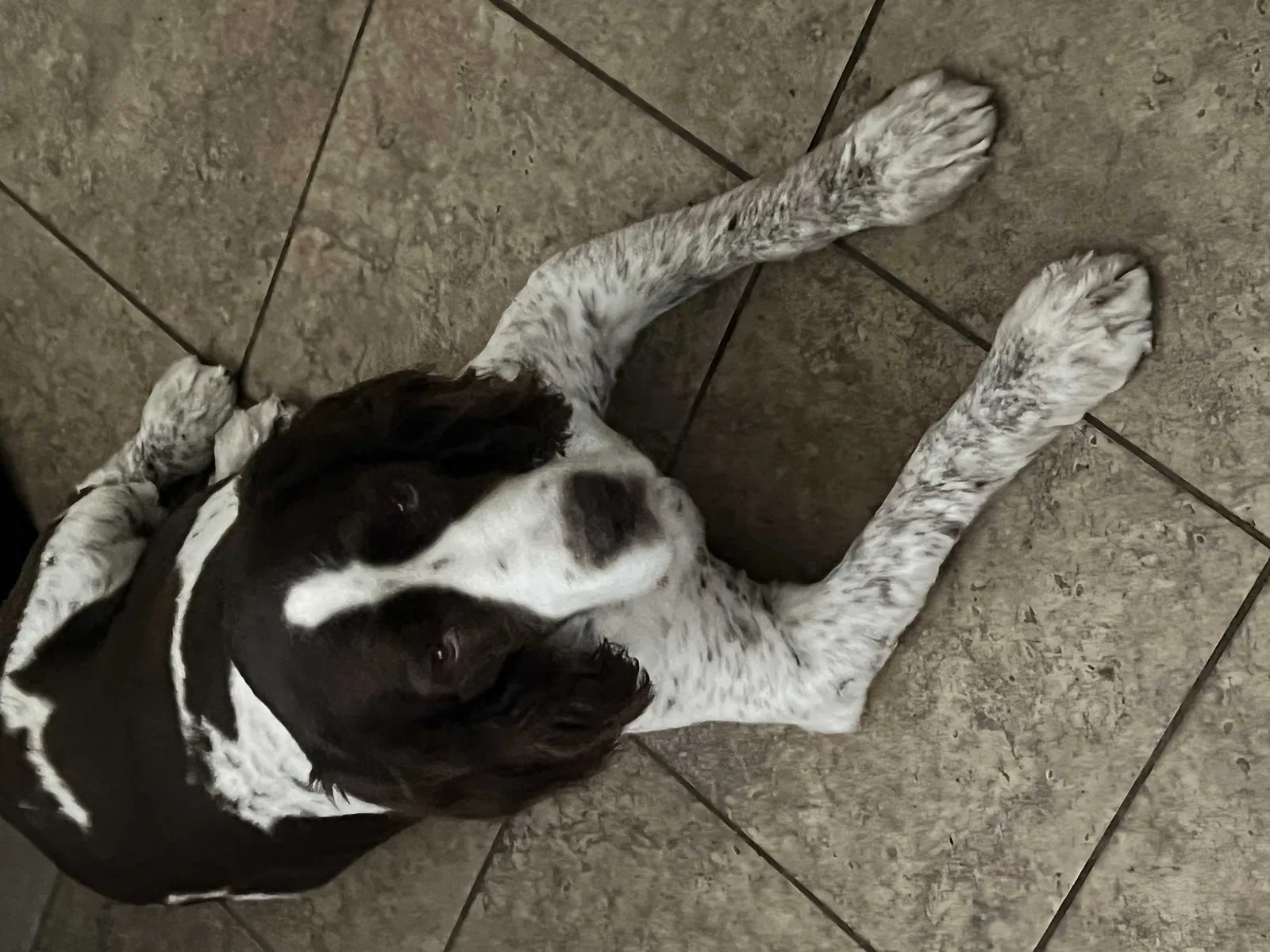 Lost dog in Prattville, AL, 36067