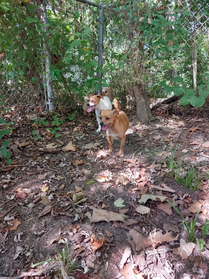 Found dog in Conway, AR, 72034