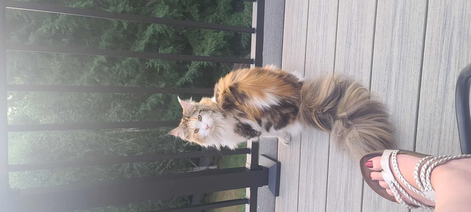 Lost cat in Longview, WA, 98632