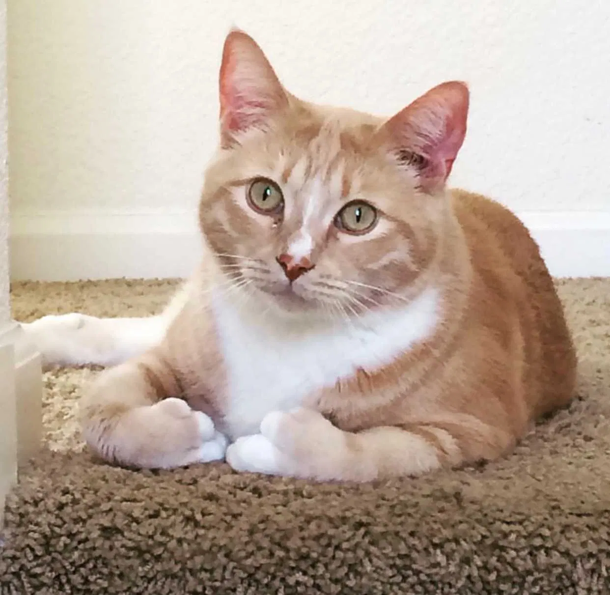 Lost cat in Sacramento, CA, 95835