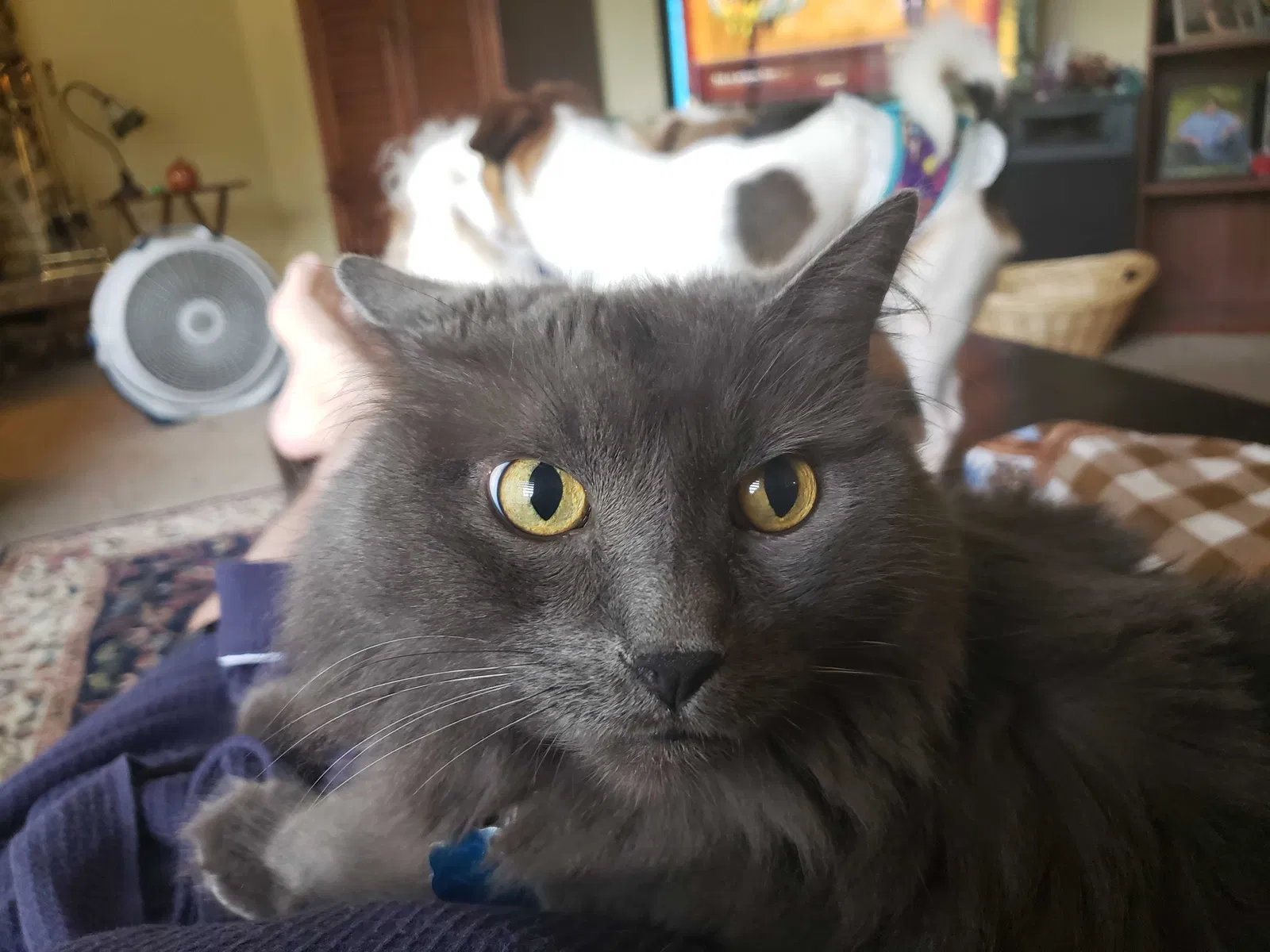 Lost cat in Kirkland, WA, 98034