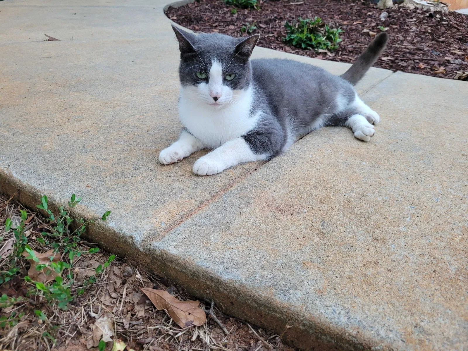Lost cat in Seneca, SC, 29678