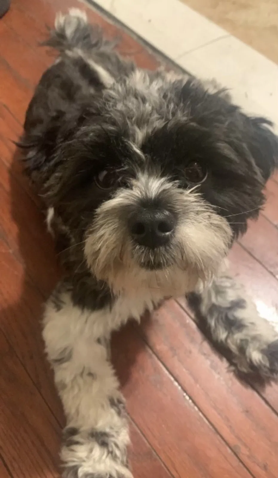 Lost dog in Brooklyn, NY, 11212
