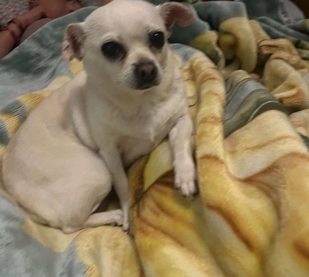 Lost dog in Inglewood, CA, 90303