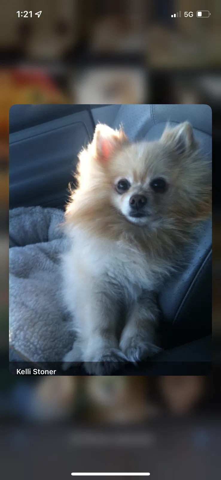 Lost dog in Phoenix, AZ, 85024