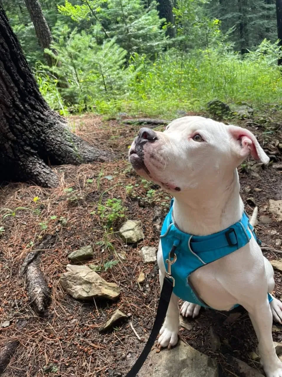 Lost dog in Tucson, AZ, 85716