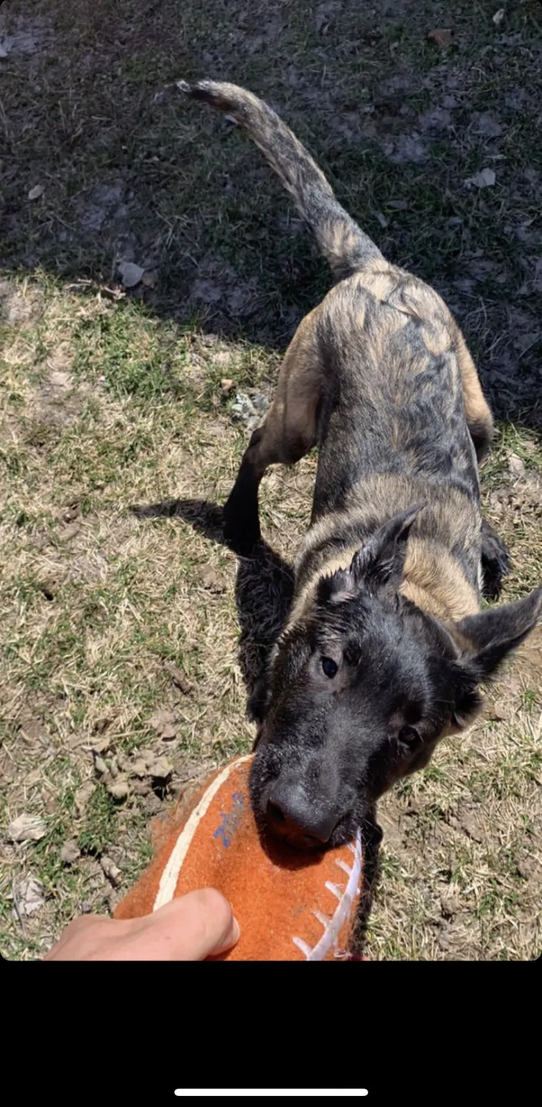 Lost dog in Salt Lake City, UT, 84119