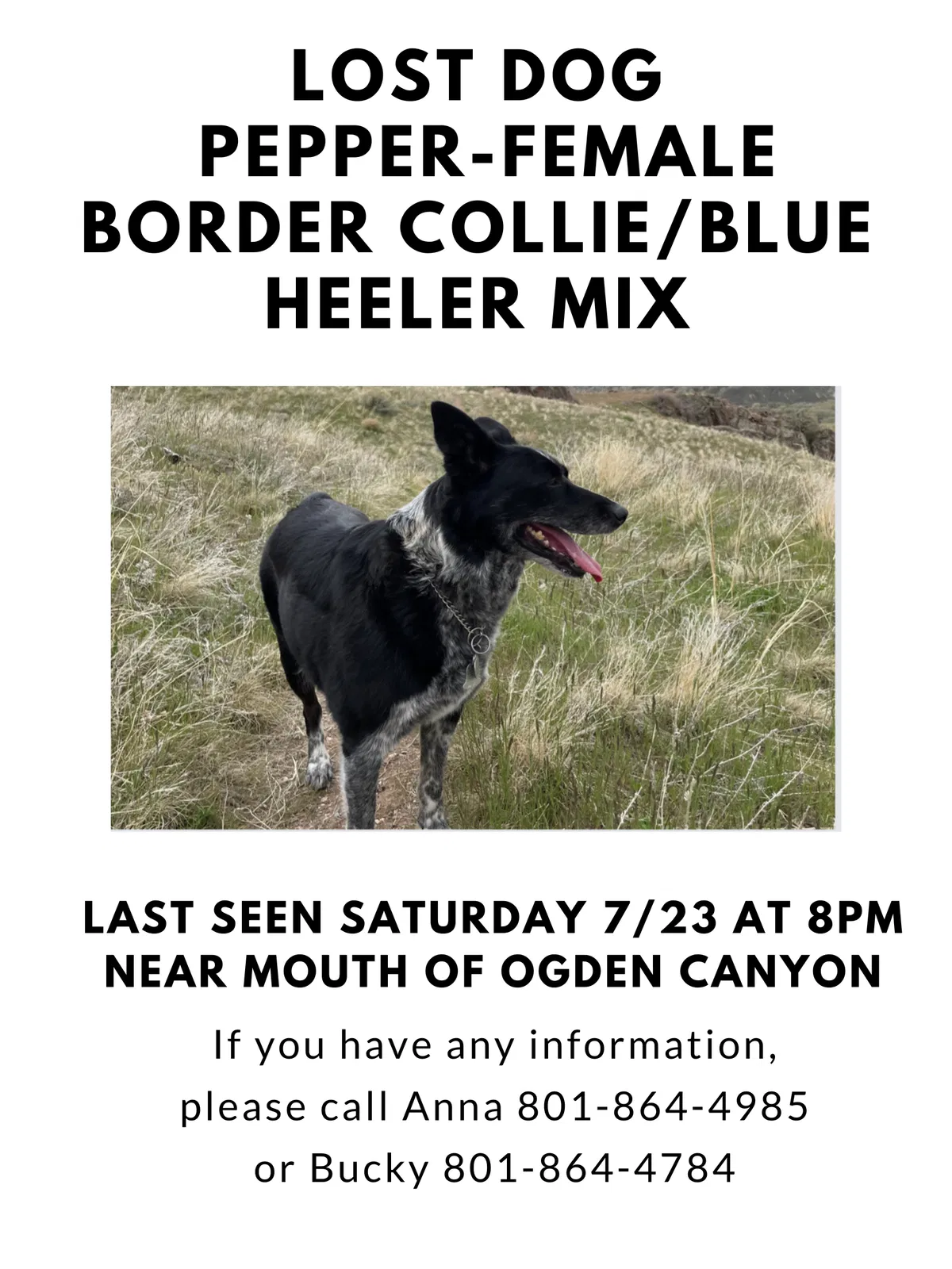 Lost dog in Ogden, UT, 84404