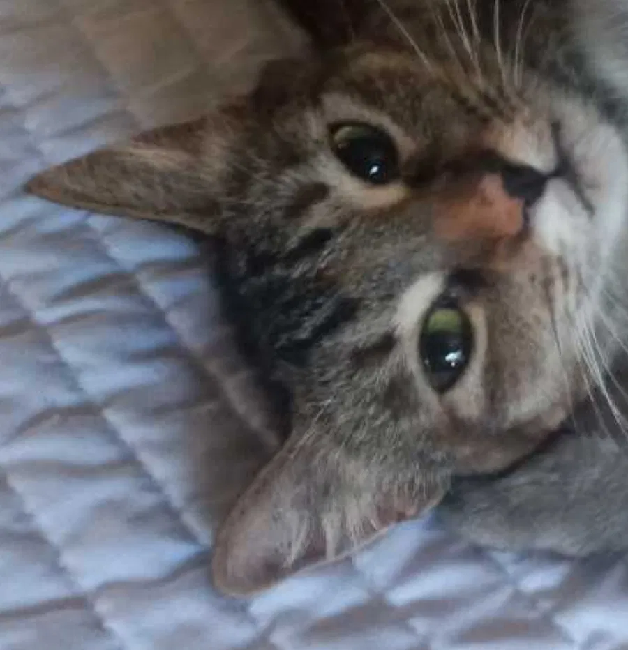 Lost cat in San Diego, CA, 92105