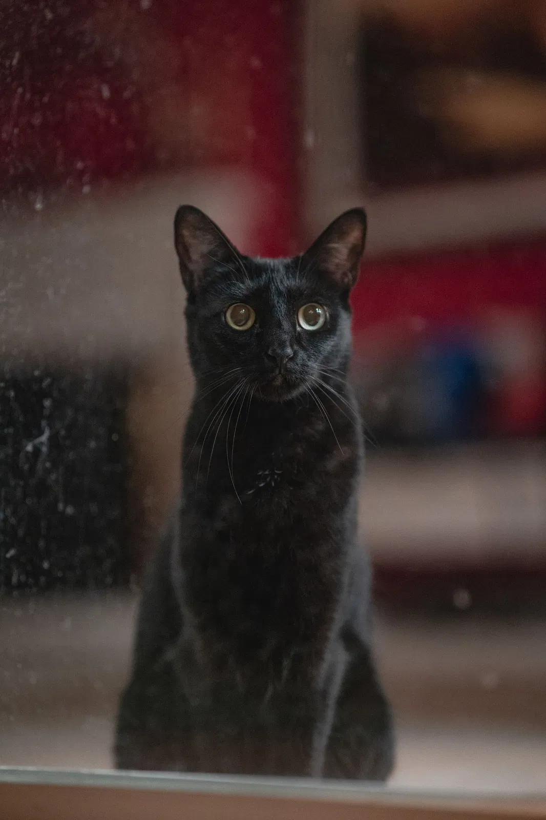 Lost cat in Menifee, CA, 92584