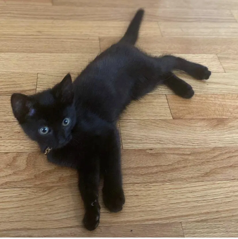 Lost cat in Melrose Park, IL, 60164
