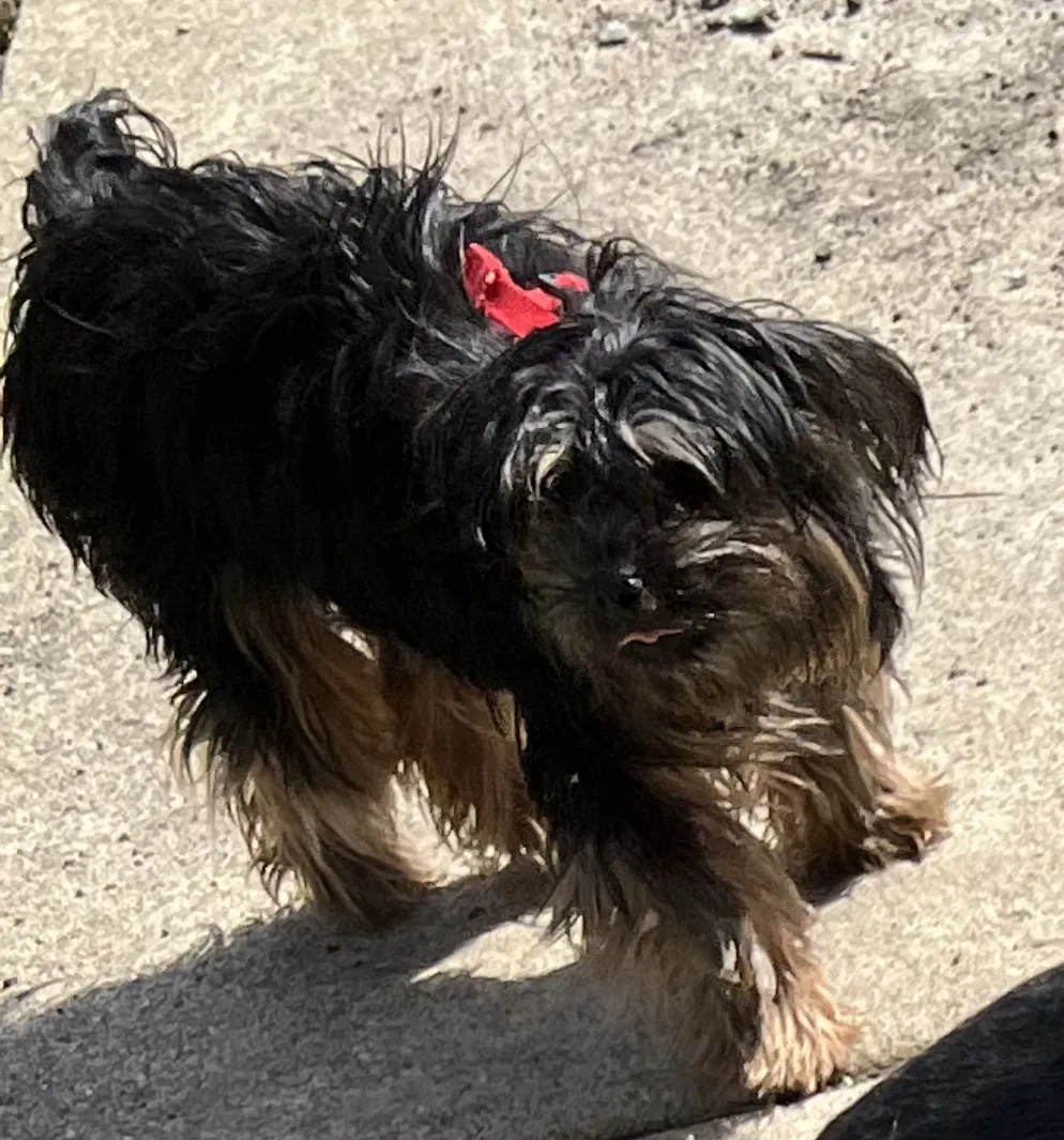Lost dog in Chicago, IL, 60644