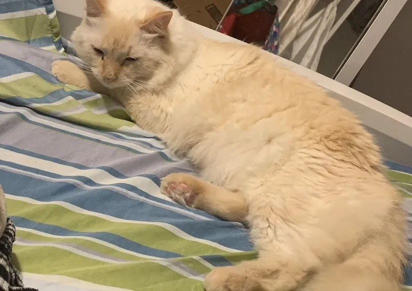 Lost cat in Loxahatchee, FL, 33470