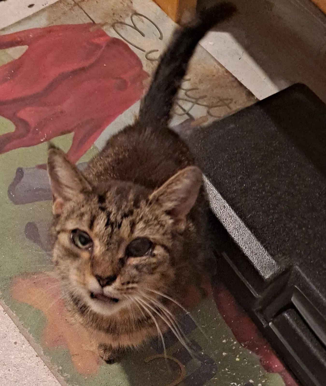 Found Cat