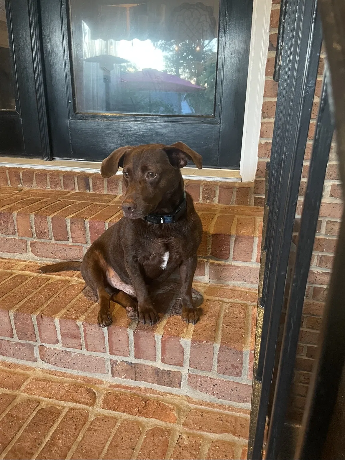 Lost dog in Mobile, AL, 36695