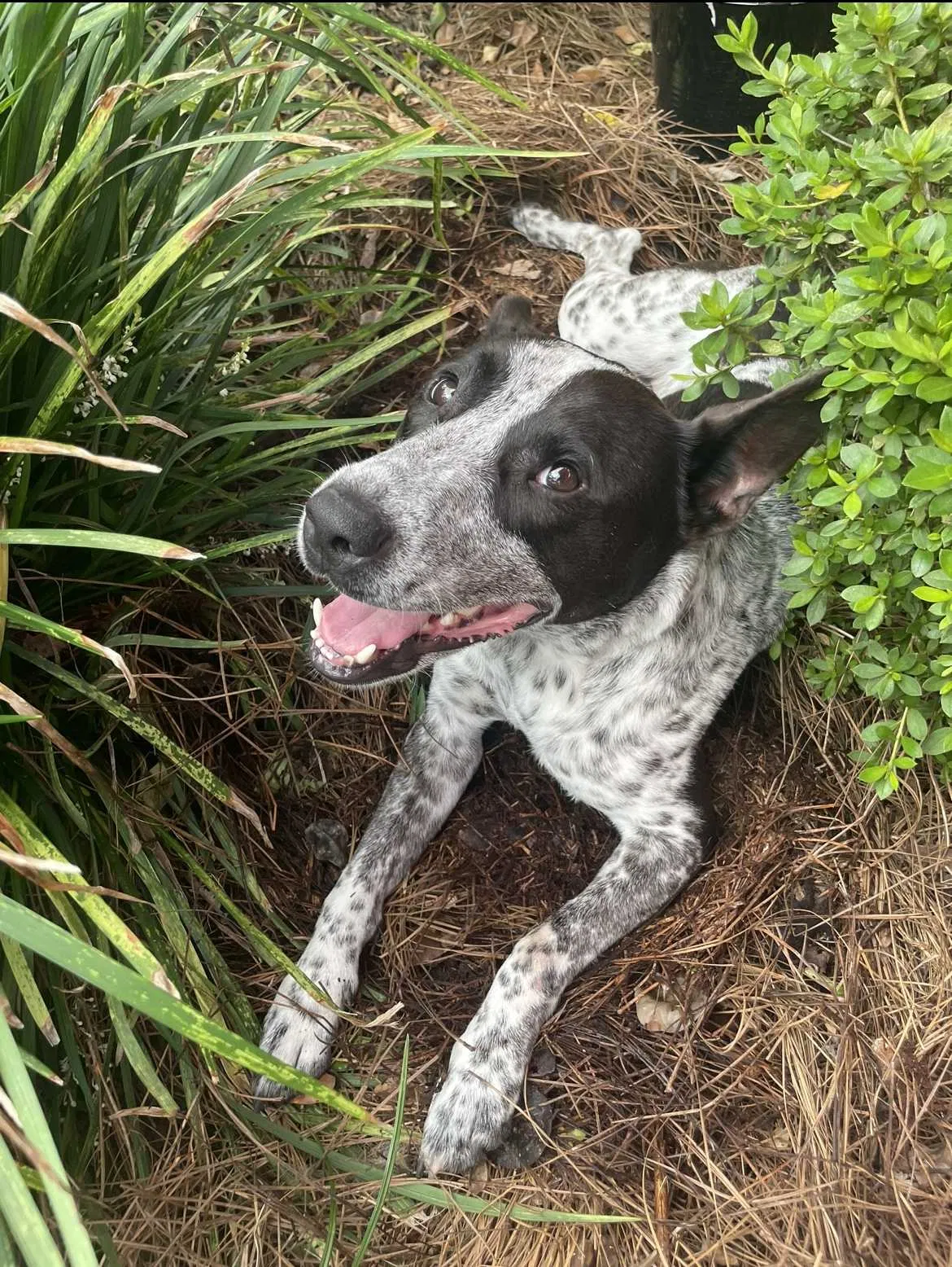 Lost dog in Mobile, AL, 36695
