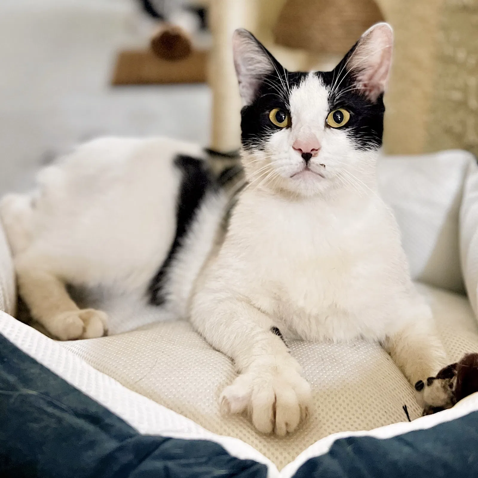 Lost cat in Largo, FL, 33771