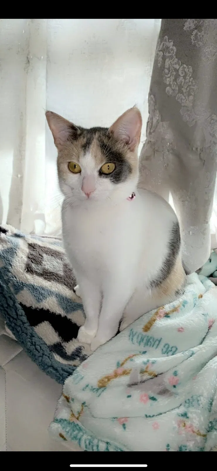 Lost cat in Acampo, CA, 95220