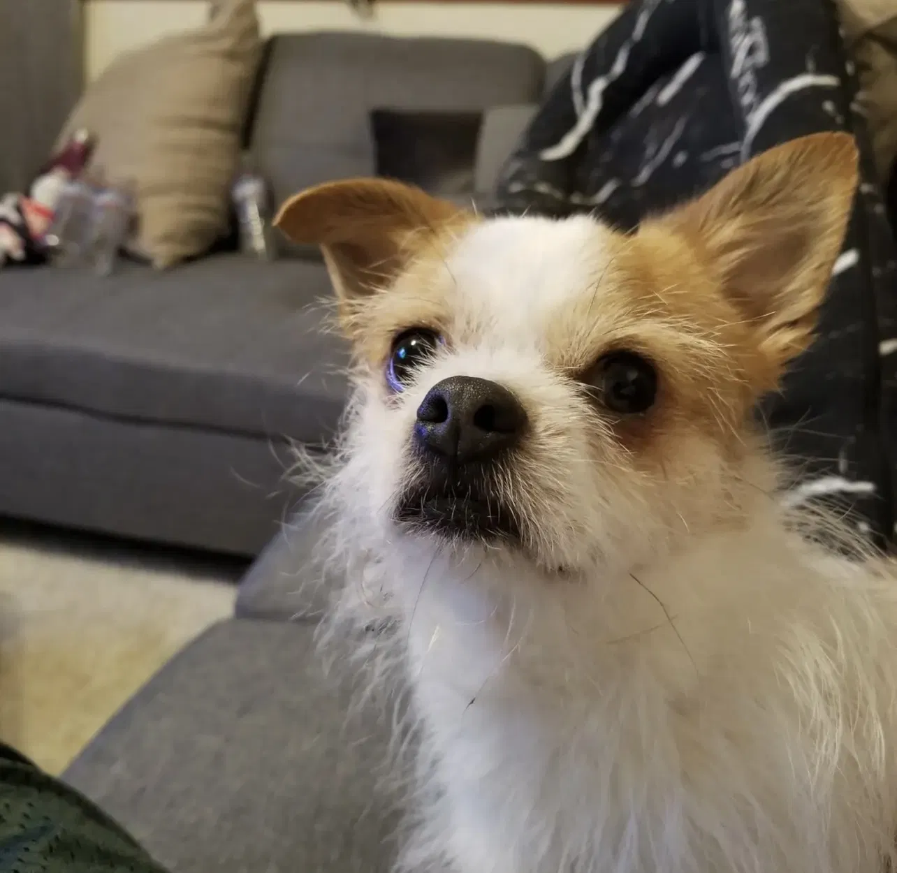 Lost dog in Kirkland, WA, 98034