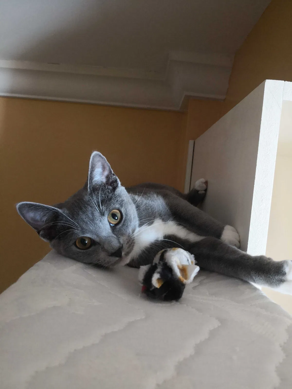 Lost cat in Woodbridge, VA, 22193