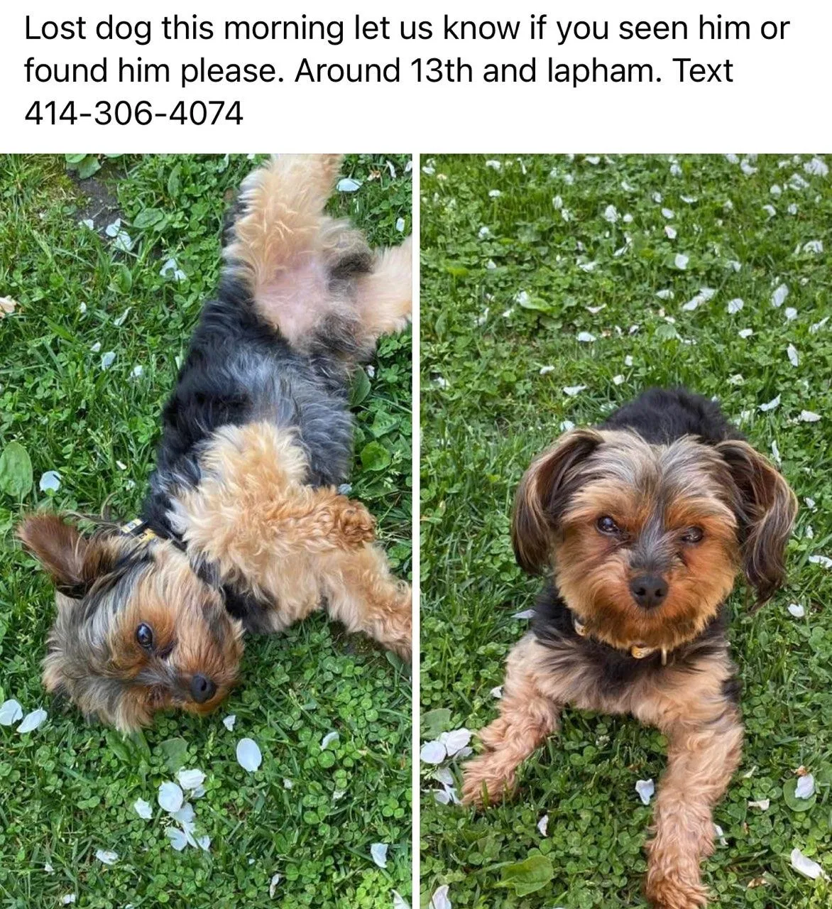 Lost dog in Milwaukee, WI, 53204