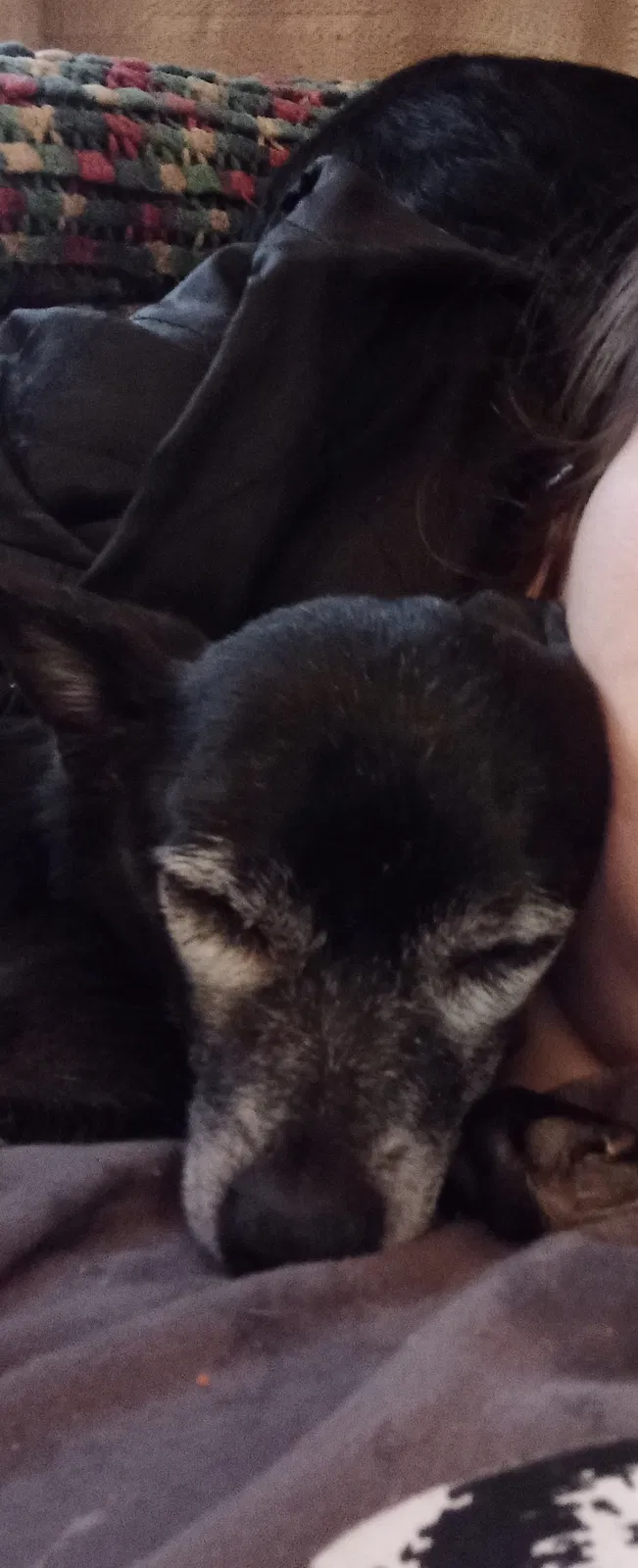 Lost dog in Oklahoma City, OK, 73129