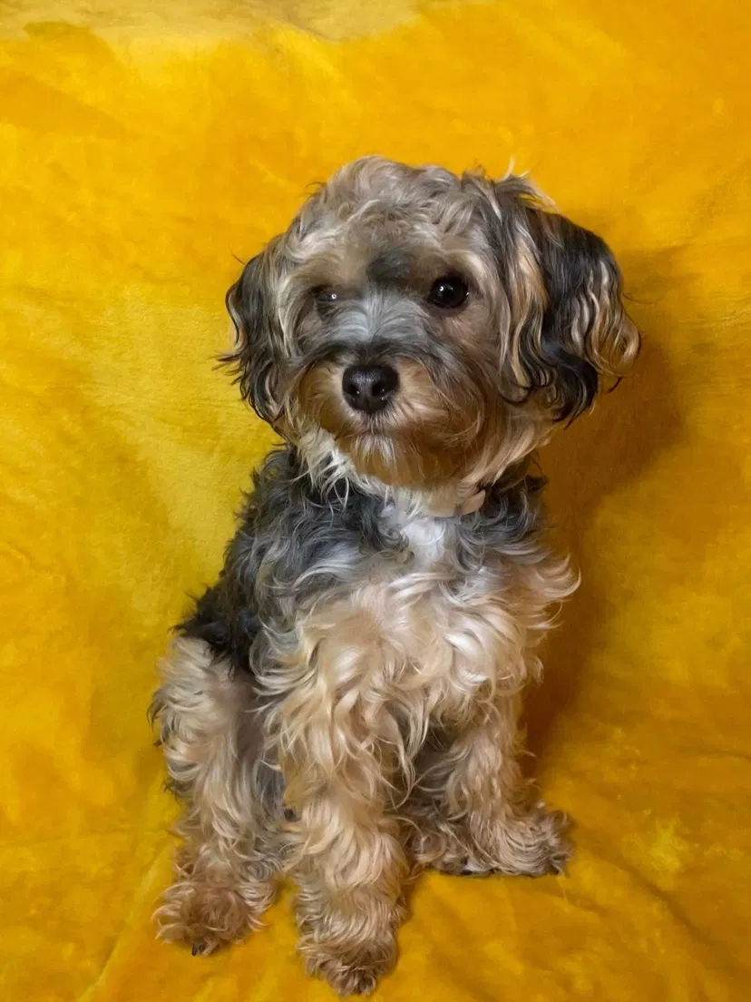 Lost dog in Fort Wayne, IN, 46803