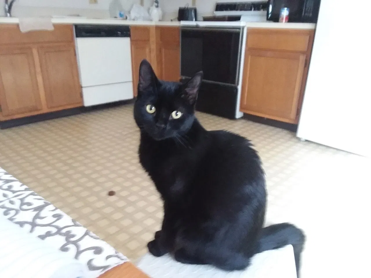 Lost cat in Waterbury, CT, 6710