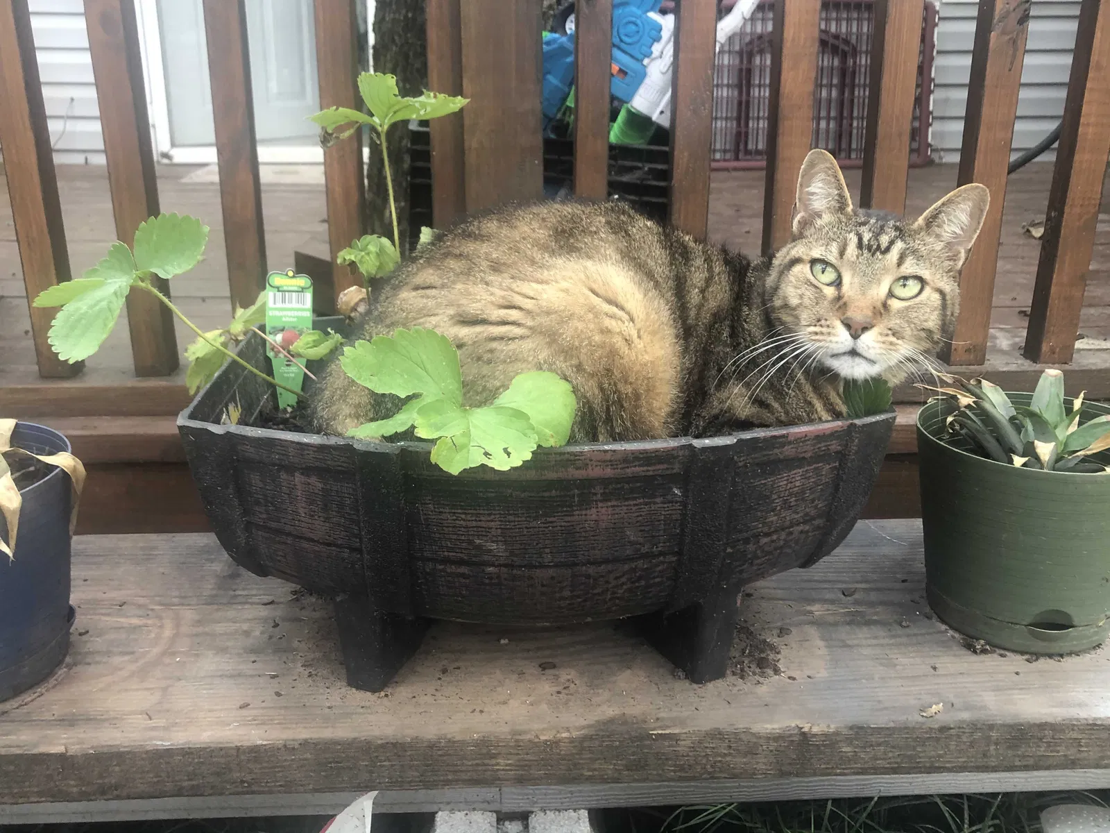 Lost cat in Mabank, TX, 75156