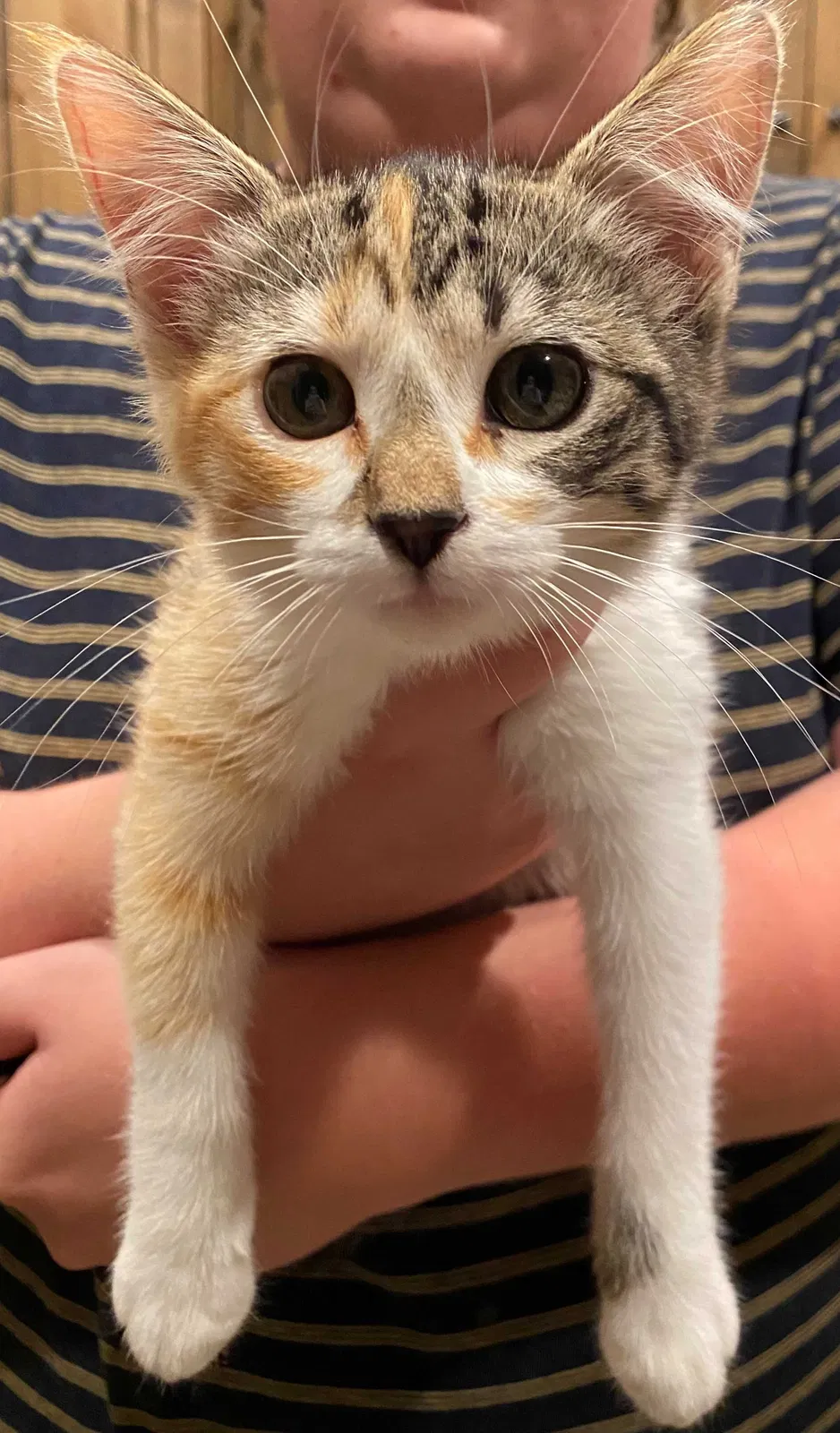 Found cat in Bountiful, UT, 84010