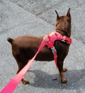 Lost dog in Bakersfield, CA, 93309
