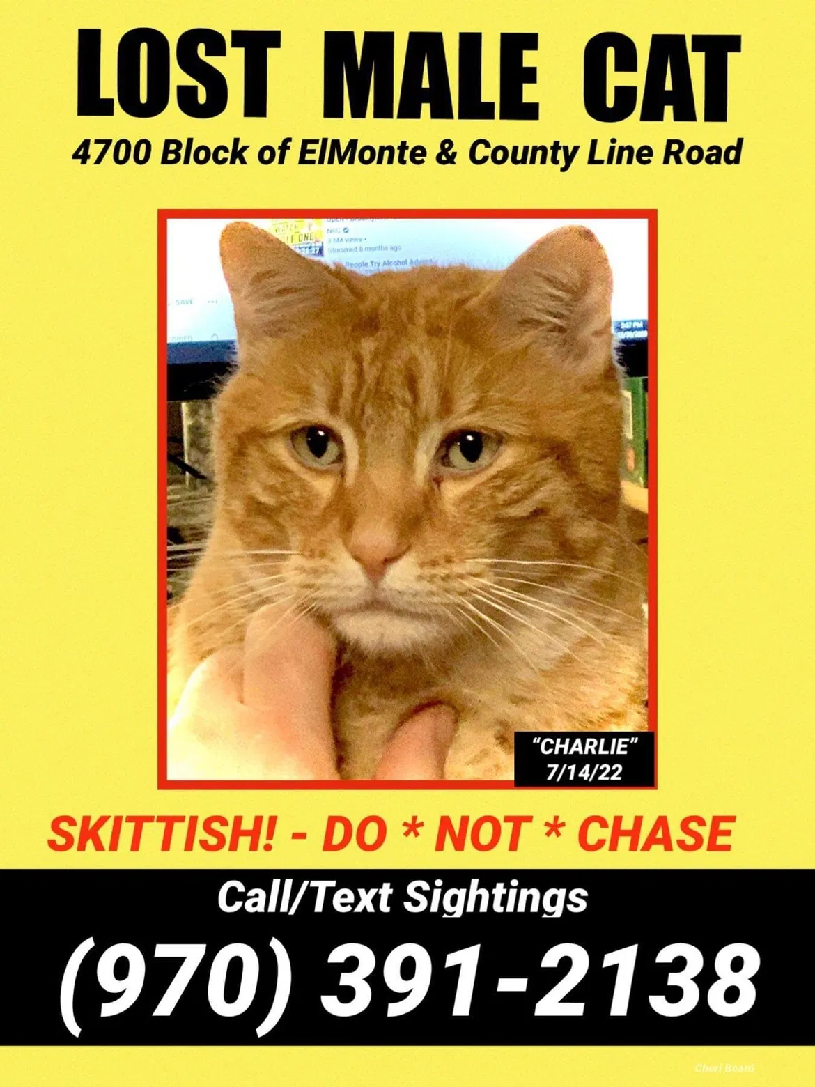 Lost cat in Mission, KS, 66205