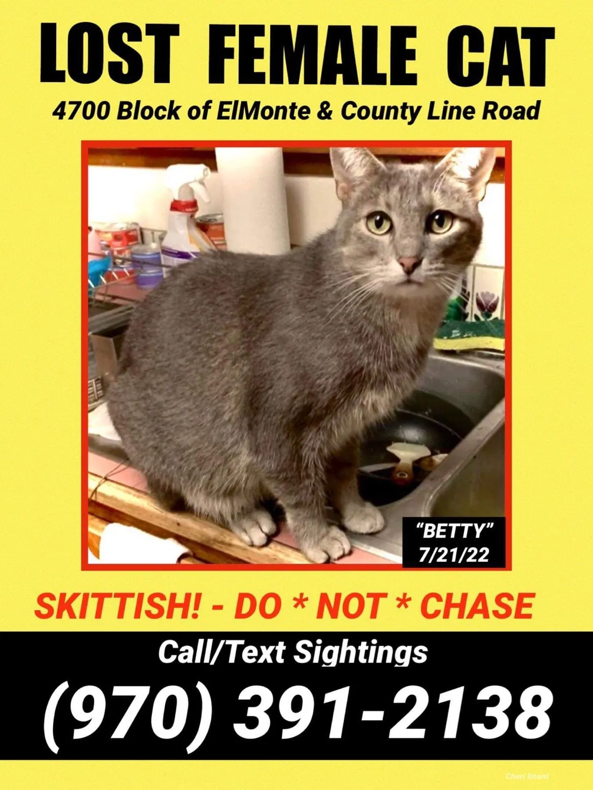 Lost cat in Mission, KS, 66205