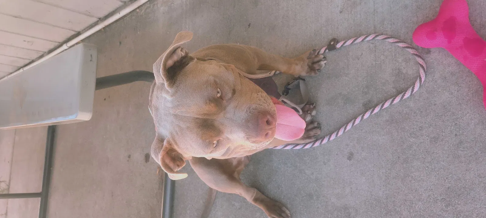 Found dog in La Grange, CA, 95329