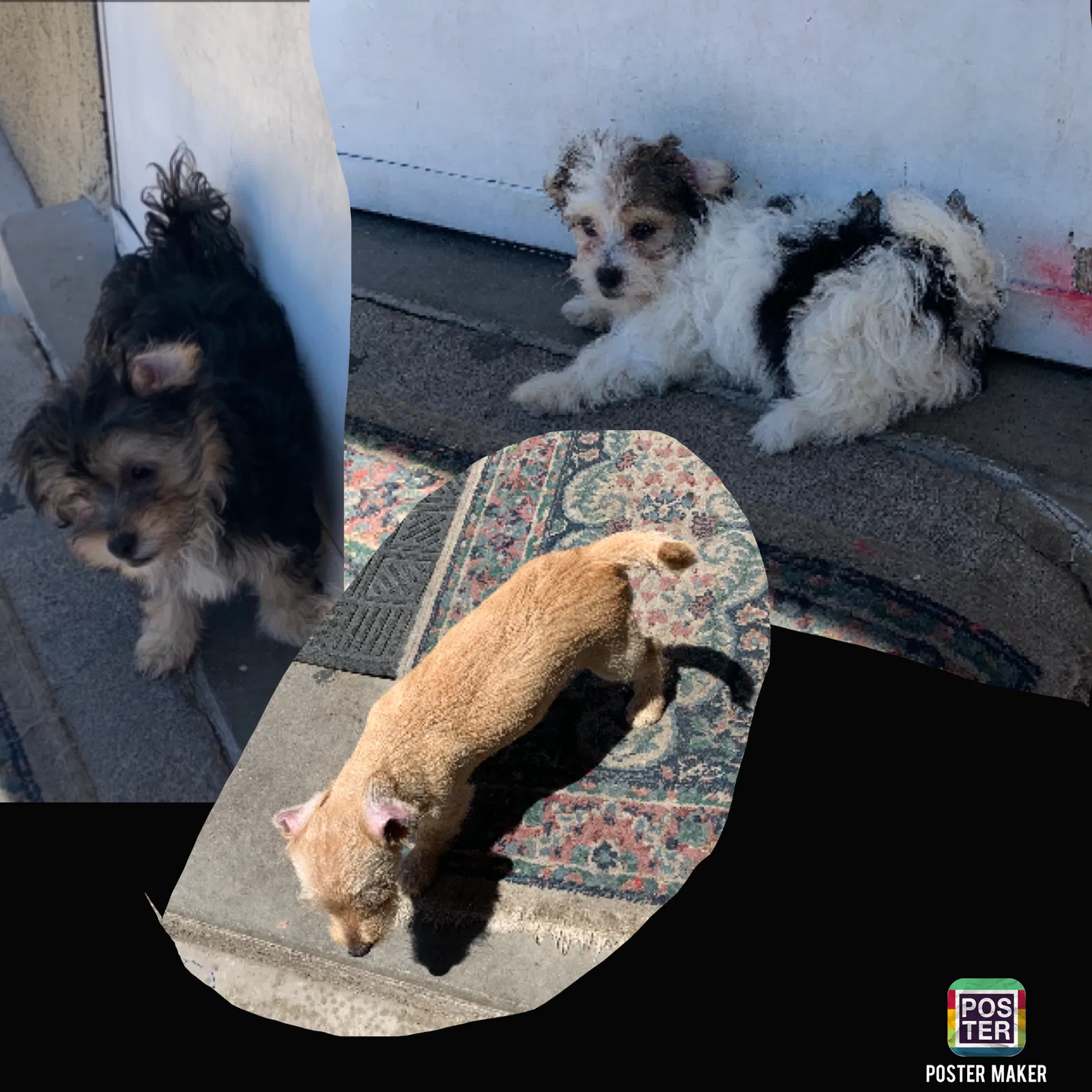Lost dog in Albuquerque, NM, 87104