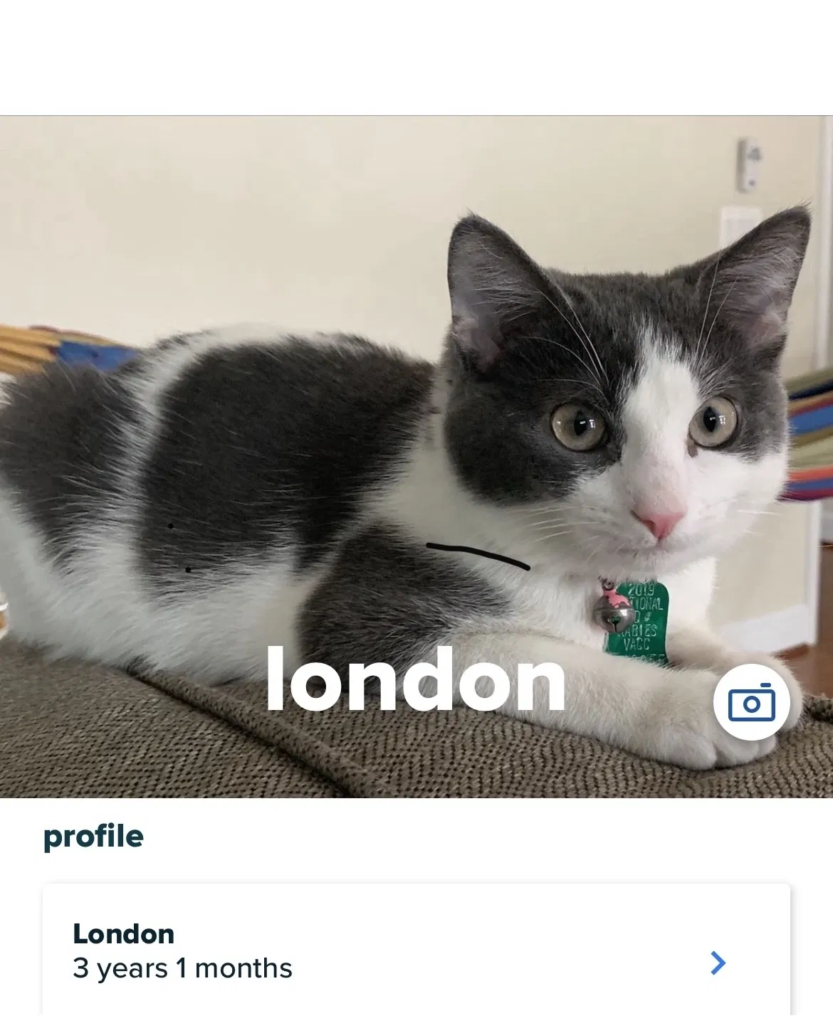 Lost cat in Ashburn, VA, 20148