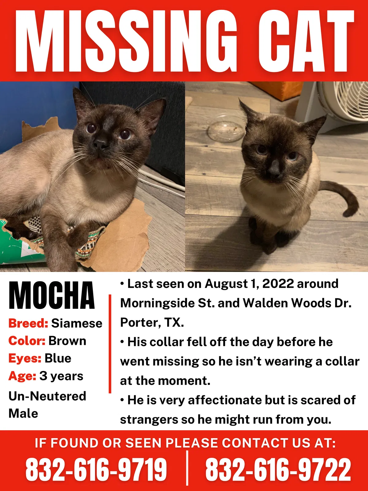 Lost cat in Porter, TX, 77365