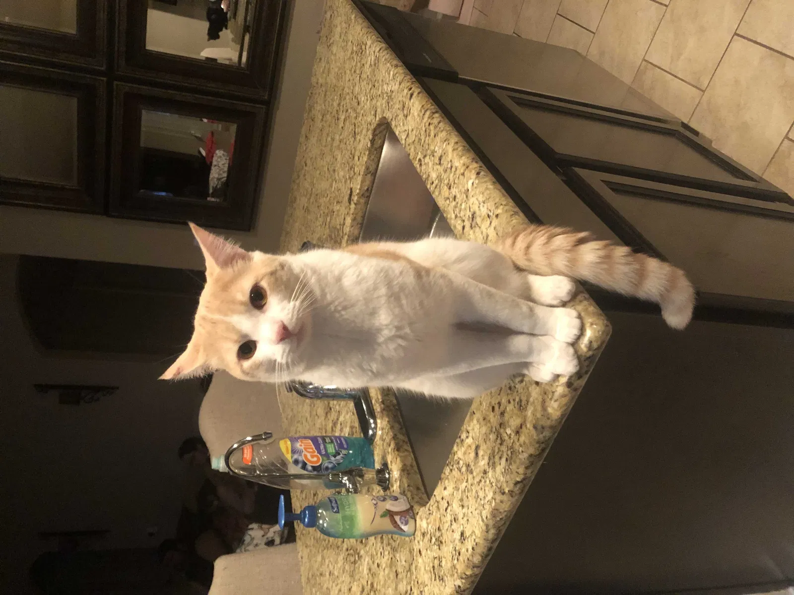Lost cat in Natalia, TX, 78059