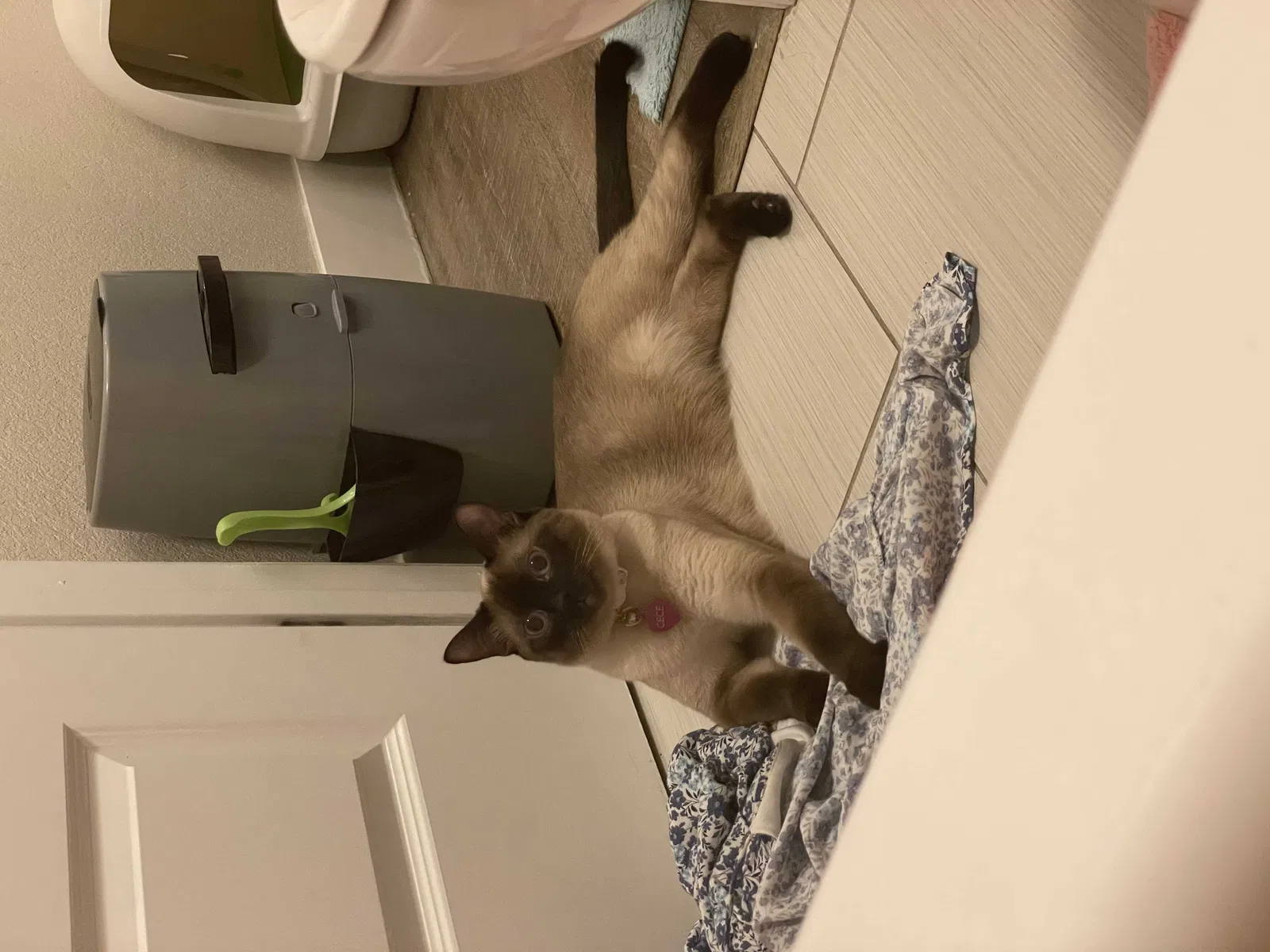 Lost cat in Denver, CO, 80246