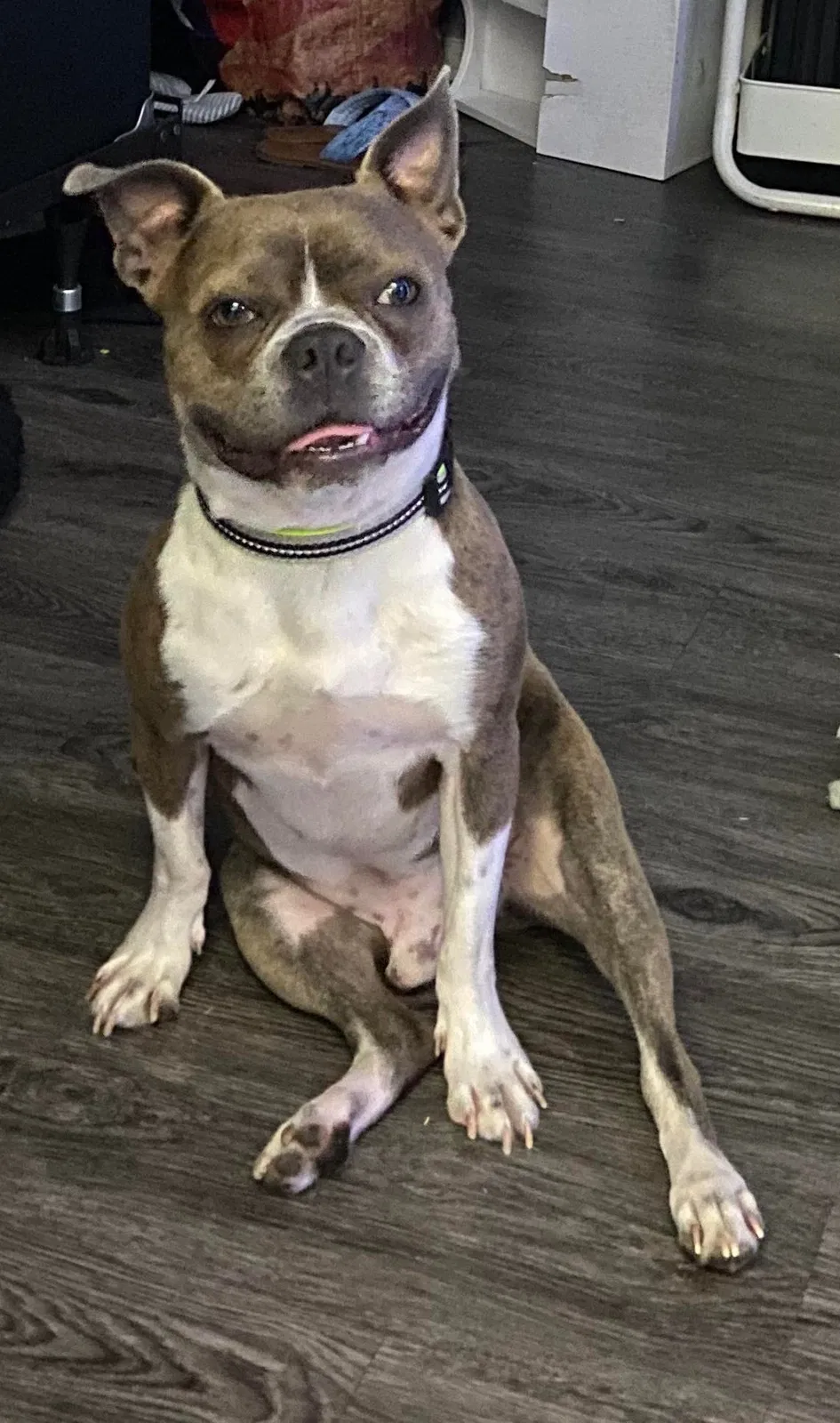 Lost dog in Grand Prairie, TX, 75052