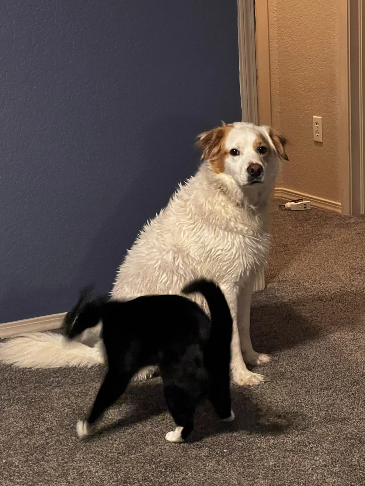 Lost dog in Colorado Springs, CO, 80916
