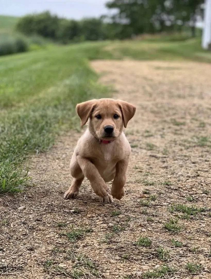 Lost dog in Minneapolis, MN, 55407