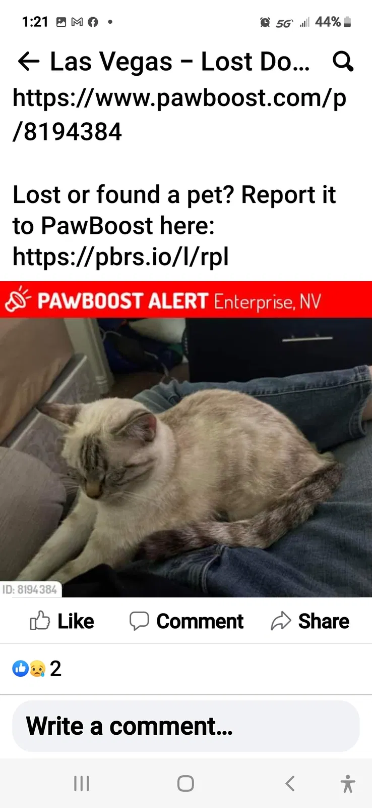 Lost cat in Las Vegas, NV, 89178