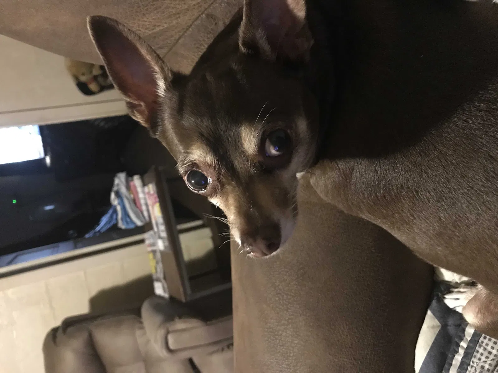 Lost dog in Zephyrhills, FL, 33542